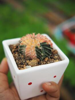 pequeño cactus en casa maceta Decorar casa y jardín foto