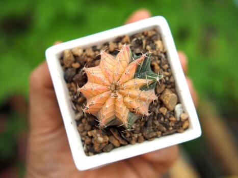 pequeño cactus en casa maceta Decorar casa y jardín foto