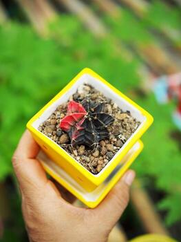 pequeño cactus en casa maceta Decorar casa y jardín foto