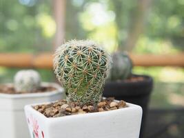 cactus astro in pot and nueatyful with pik green plant small pot photo