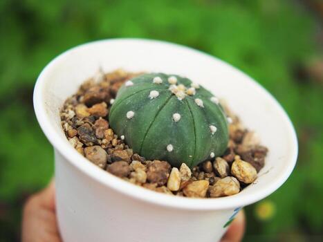 pequeño cactus en casa maceta Decorar casa y jardín foto