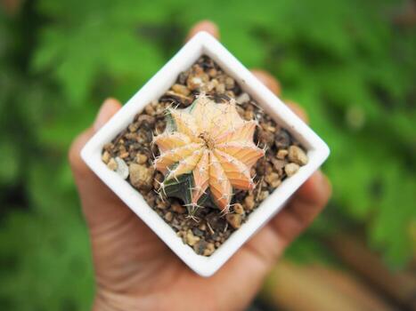 pequeño cactus en casa maceta Decorar casa y jardín foto