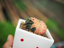 small cactus in house pot decorate house and garden photo