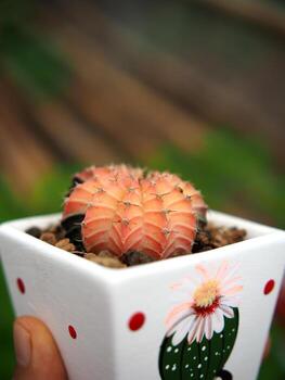 pequeño cactus en casa maceta Decorar casa y jardín foto