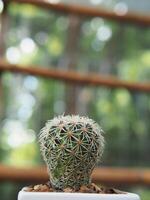 cactus astro in pot and nueatyful with pik green plant small pot photo