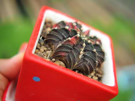 pequeño cactus en casa maceta Decorar casa y jardín foto