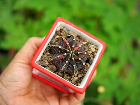 pequeño cactus en casa maceta Decorar casa y jardín foto