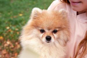 close-up portrait of a Spitz dog in the arms of its owner while walking down the street photo