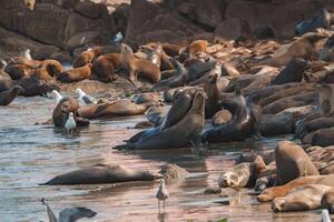 Sea lions in various shades from tan to brown gather on a rocky shoreline, some lying down, others interacting. Seagulls and bright sunlight in background. photo