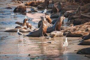 Sea lions relaxing on a sandy beach, some basking in sunlight or interacting. Seagulls are also present. Natural coastal habitat. Warm tones, soft shadows. photo