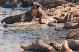 Explore a lively scene of sea lions gathering on a sandy shore in a coastal environment. The animals rest, socialize, and interact with each other under clear skies. photo
