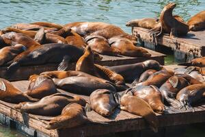 Sea lions rest on platforms in the water, close together and relaxed. Possibly Pier 39, San Francisco. Sunny day highlights glossy coats and peaceful scene. photo