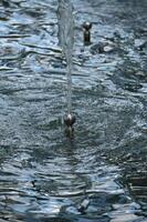 a bird is drinking from a fountain in a pond photo
