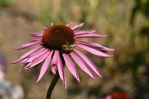 a bee on a purple flower in the field photo