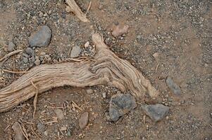 a tree root lying on the ground in the dirt photo