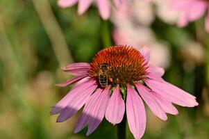 a bee sits on a pink flower in a field photo