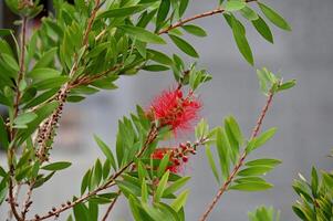 a red flower on a tree branch photo