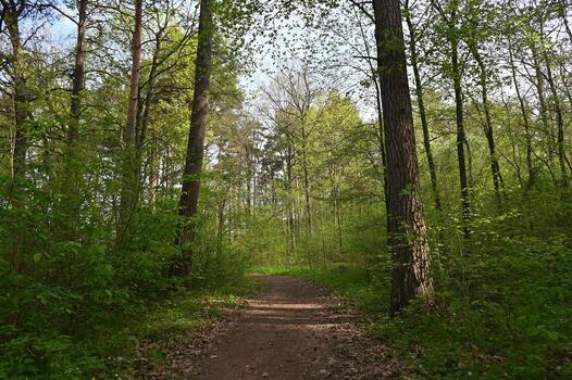 a path through a forest with trees and green grass photo