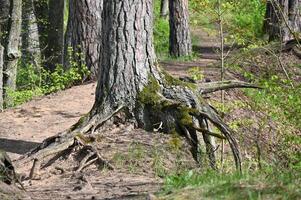 a tree with roots growing out of it in the woods photo