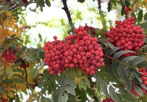 A bunch of red rowan berries on a tree photo