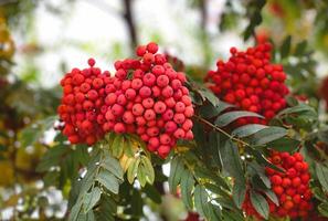 A bunch of red rowan berries on a tree photo