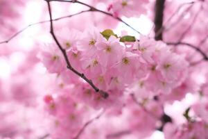 Close-up of a sakura tree branch on a clear sunny day photo