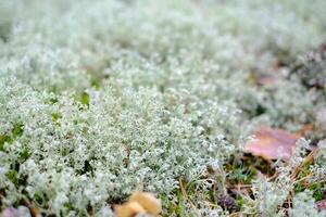 Close-up of a pristine white flower bud about to bloom. Ideal for spring or nature concepts photo