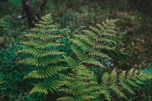 Close-up of a lush green fern frond in a damp forest, with soft light filtering through the leaves above photo
