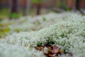 Close-up of a pristine white flower bud about to bloom. Ideal for spring or nature concepts photo