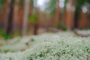 Close-up of a pristine white flower bud about to bloom. Ideal for spring or nature concepts photo