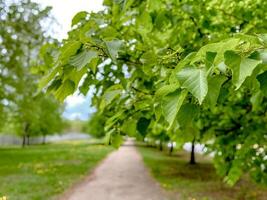 Close-up of a tree branch with vibrant green leaves, casting shadows on a gray sidewalk in a park photo