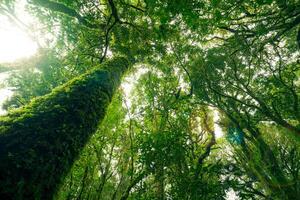 Looking up view of tree trunk to green leaves of tree in forest with sun light. Fresh environment in green woods. Forest tree on sunny day. Natural carbon capture. Sustainable conservation and ecology photo