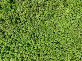 Aerial top view of mangrove forest. Drone view of dense green mangrove trees captures CO2. Green trees background for carbon neutrality and net zero emissions concept. Sustainable green environment. photo