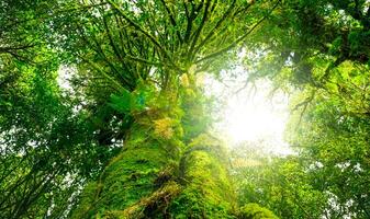 Looking up view of tree trunk to green leaves of tree in forest with sun light. Fresh environment in green woods. Forest tree on sunny day. Natural carbon capture. Sustainable conservation and ecology photo