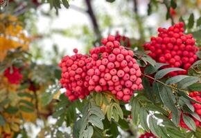 A bunch of red rowan berries on a tree photo