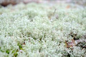 Close-up of a pristine white flower bud about to bloom. Ideal for spring or nature concepts photo