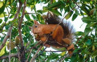 A squirrel in a tree eats nuts. Close-up photo