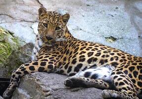 Close-up of a leopard resting on a rock within a zoo. Wild animal in captivity photo