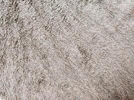 Gray brown background of towel texture. Beautifully folded white towels. Macro photo of beach towel. Soft textile background