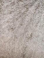 Gray brown background of towel texture. Beautifully folded white towels. Macro photo of beach towel. Soft textile background