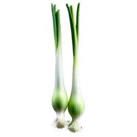 Spring onions white and green long and slender with slightly curved shape tightly packed in png