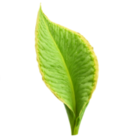 Skunk Cabbage Leaf large green leaf with a slightly wavy edge and a smooth texture png