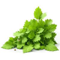 Coriander fresh coriander leaves and seeds arranged in a triangular shape with some leaves falling png