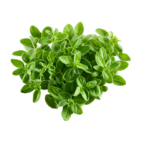 Marjoram light green fine leaves soft heart shape with delicate shadows Spices food and culinary png