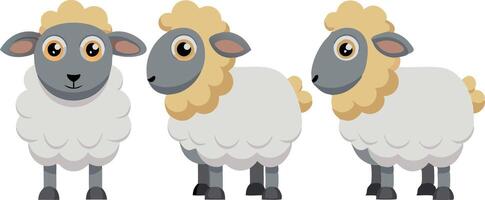Three sheep are standing in a row, with one of them looking at the camera vector
