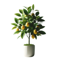 Lemon tree in a pot isolated from background png
