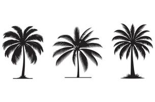 Silhouette of Triple palm tree Isolated on White Background vector