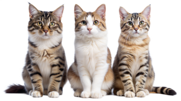 Three cats are sitting in a row, with one of them being a calico png