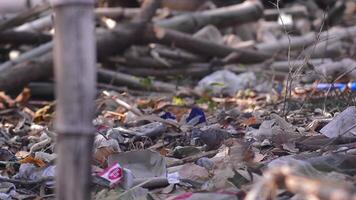 Javanese dove looking for food in a pile of rubbish video
