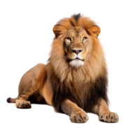 Lion isolated on transparent background png